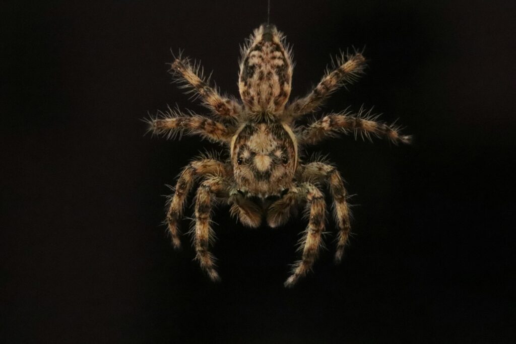 brown and black spider on black background