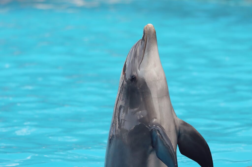 smiling dolphin standing on the water