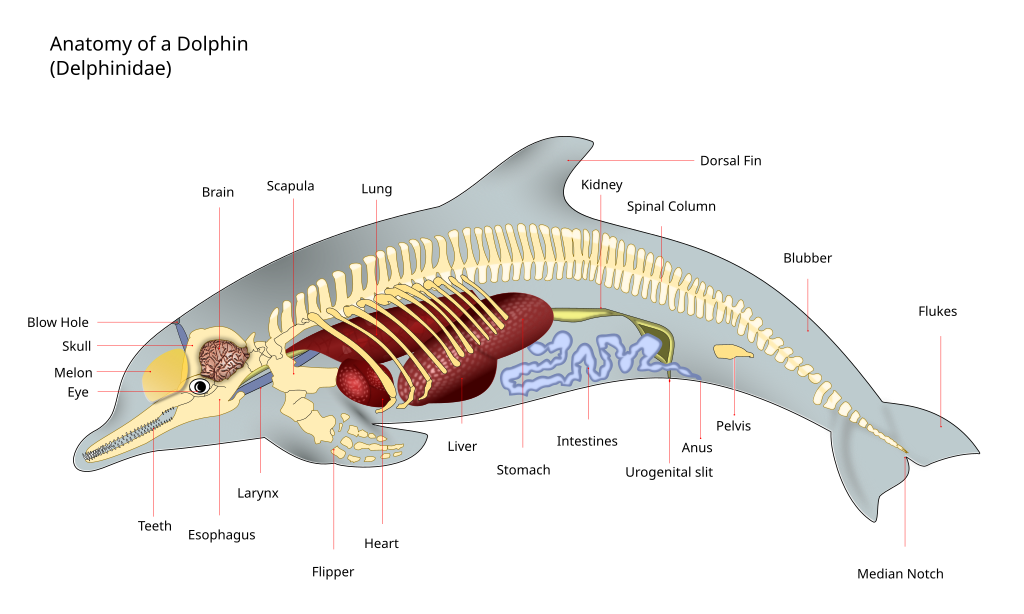 dolphin anatomy diagram showing internal organs such as heart and lung