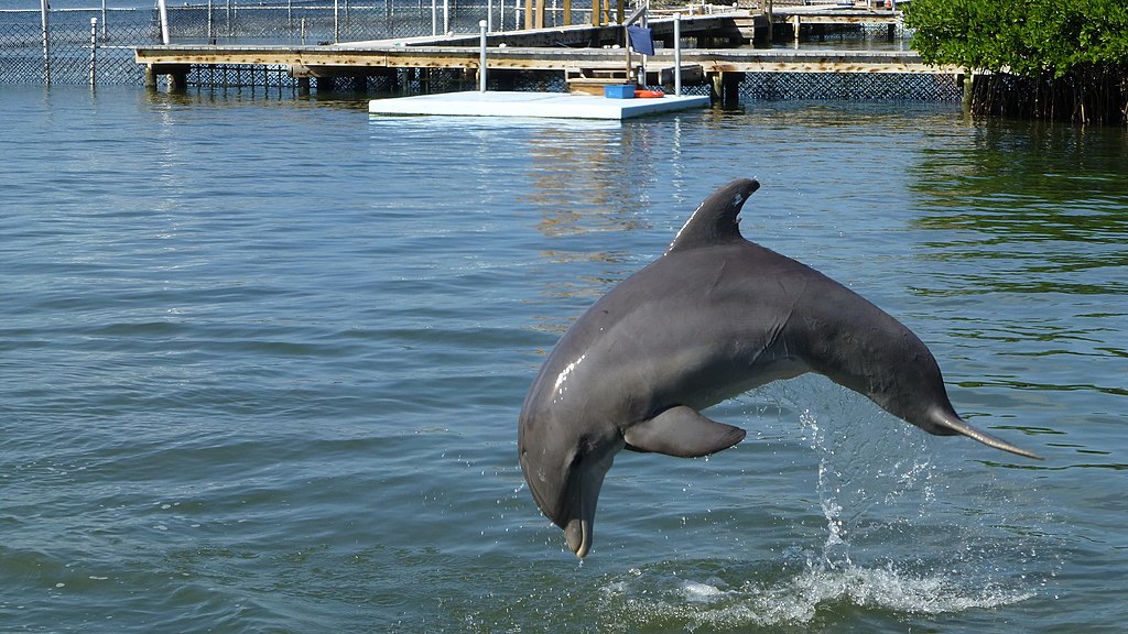 dolphin jumping above the water creating a round ripple with deck on the background