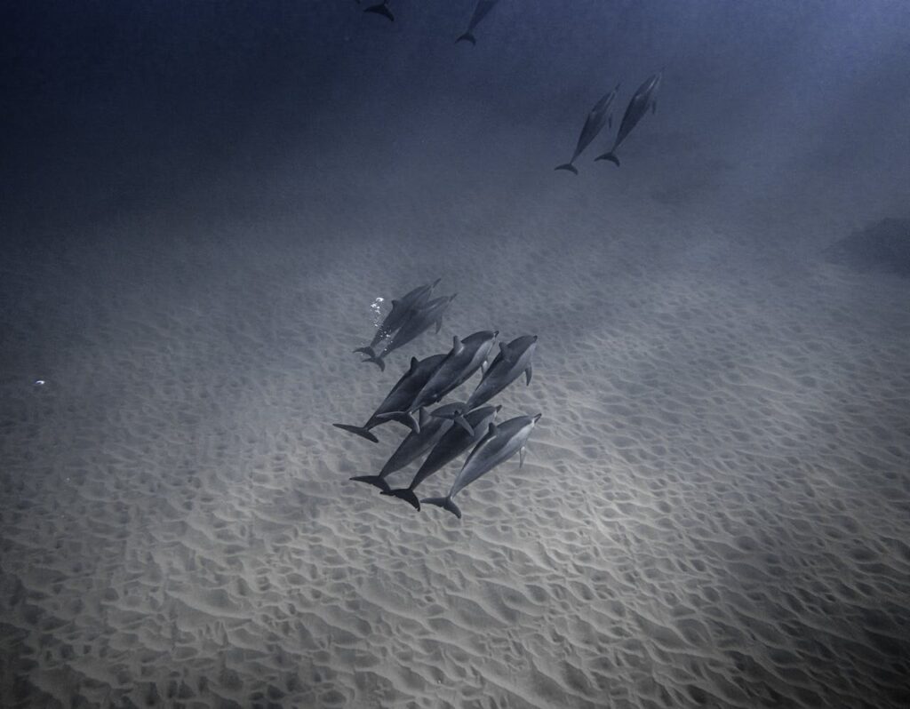 group of dolphins diving on the deep sea