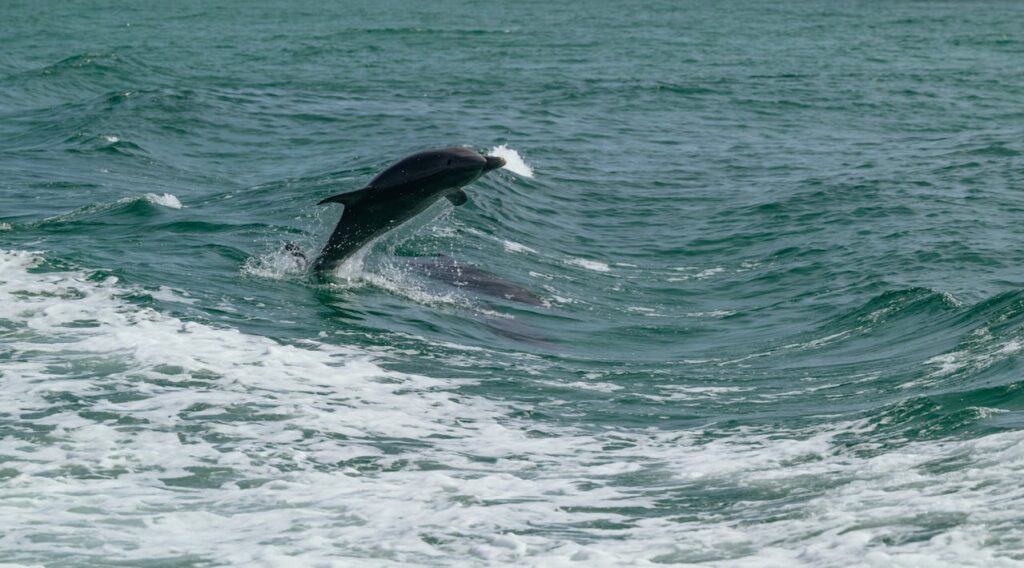 dolphin about to jump above the water