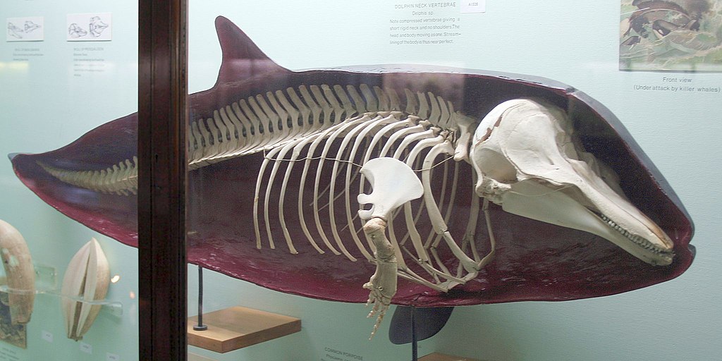 display of a dolphin anatomy