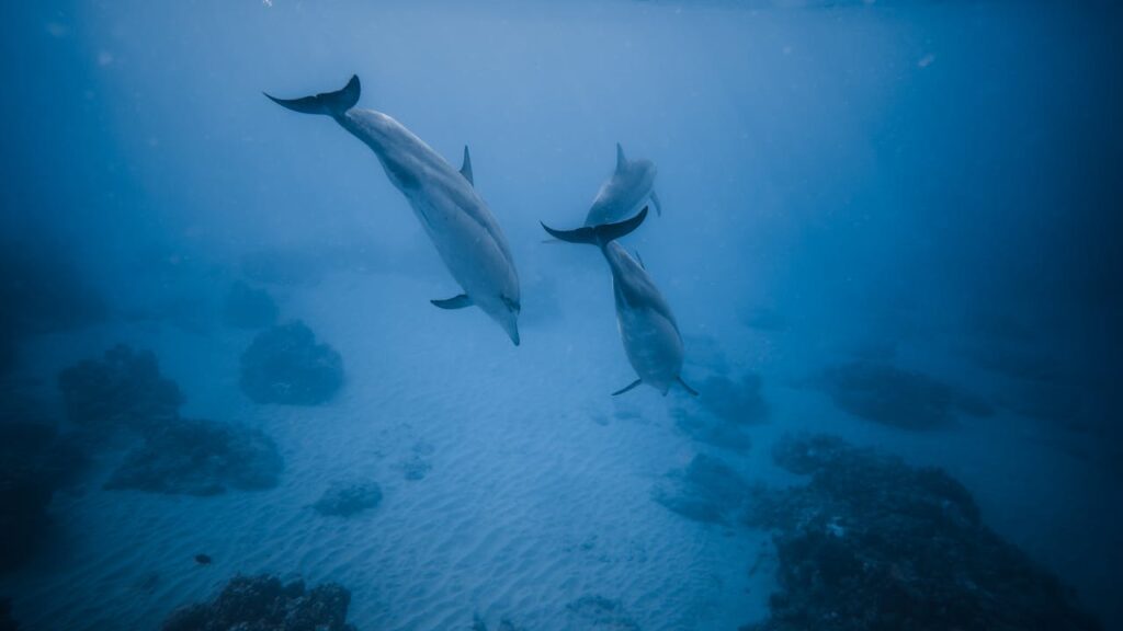 three dolphins diving together underwater