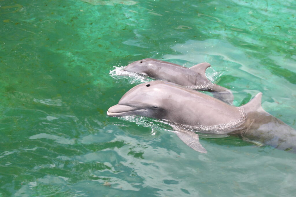 mother dolphin swimming with baby dolphin in greenish-looking water