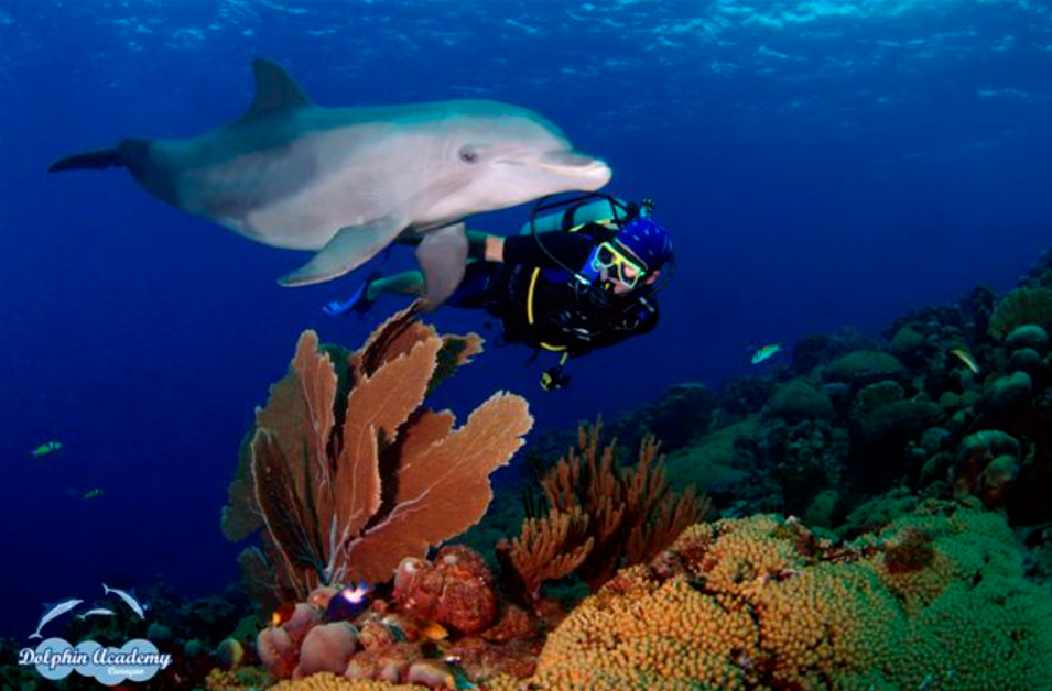 diver swimming with a dolphin