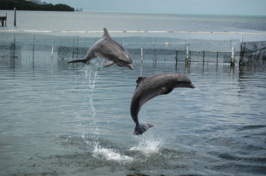two dolphins above the water performing on an secure area, with one of them showing broken fin