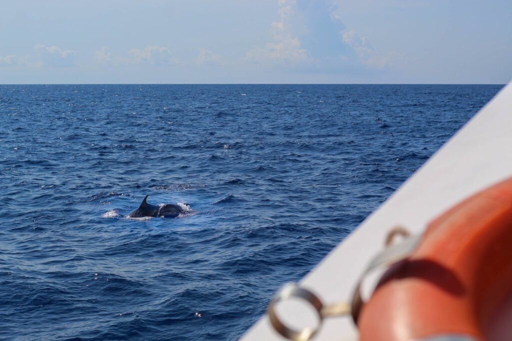 two dolphins swimming near a boat
