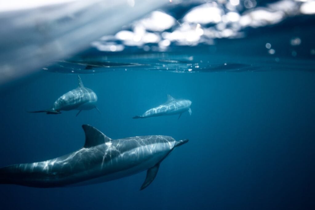 dolphins swimming near the water surface