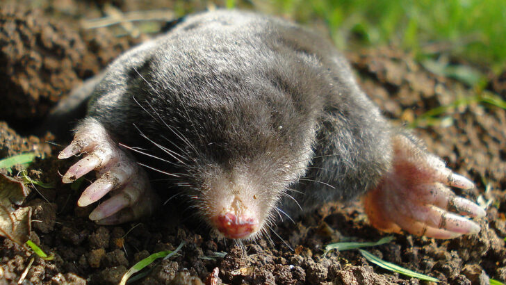 The Fastest Burrowing Animal – It Digs Faster Than You Can Run