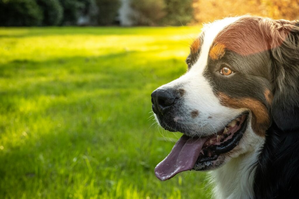 A dog is standing in the grass with his tongue out