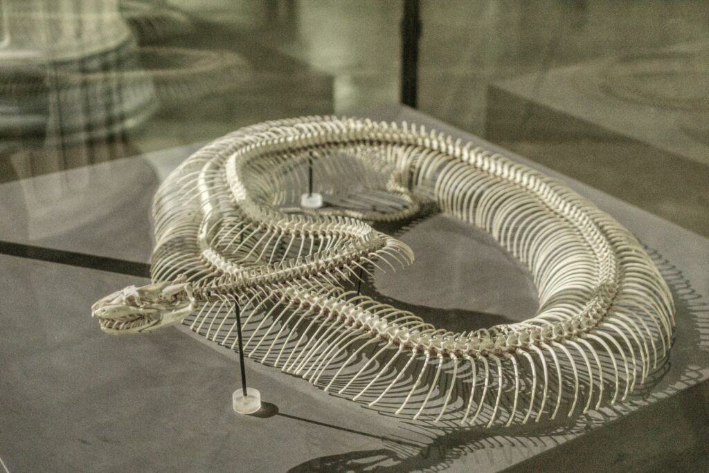 Snake skeleton