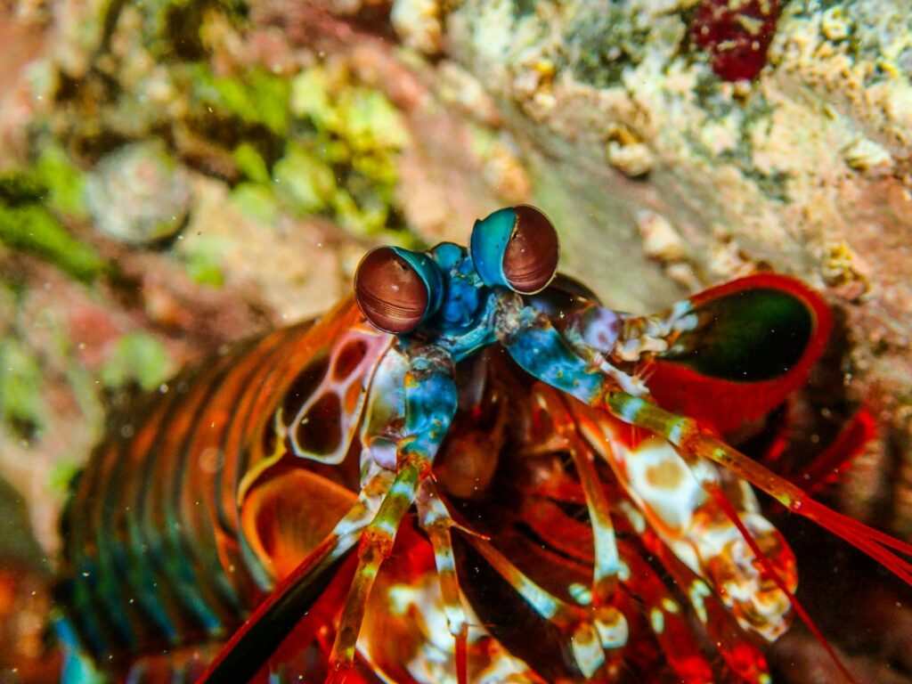 a colorful sea creature