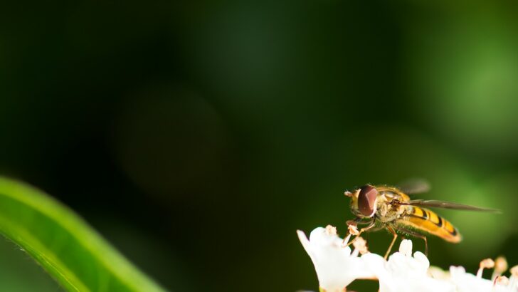 The Smallest Insect in the World &ndash; Almost Invisible to the Naked Eye