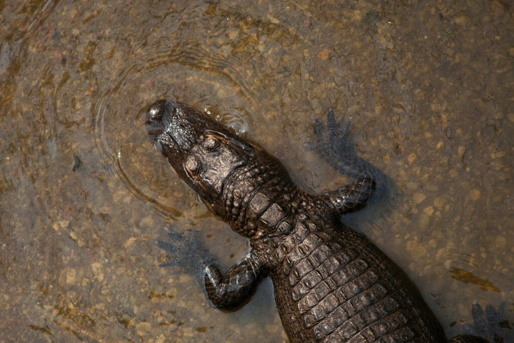 crocodile on body of water
