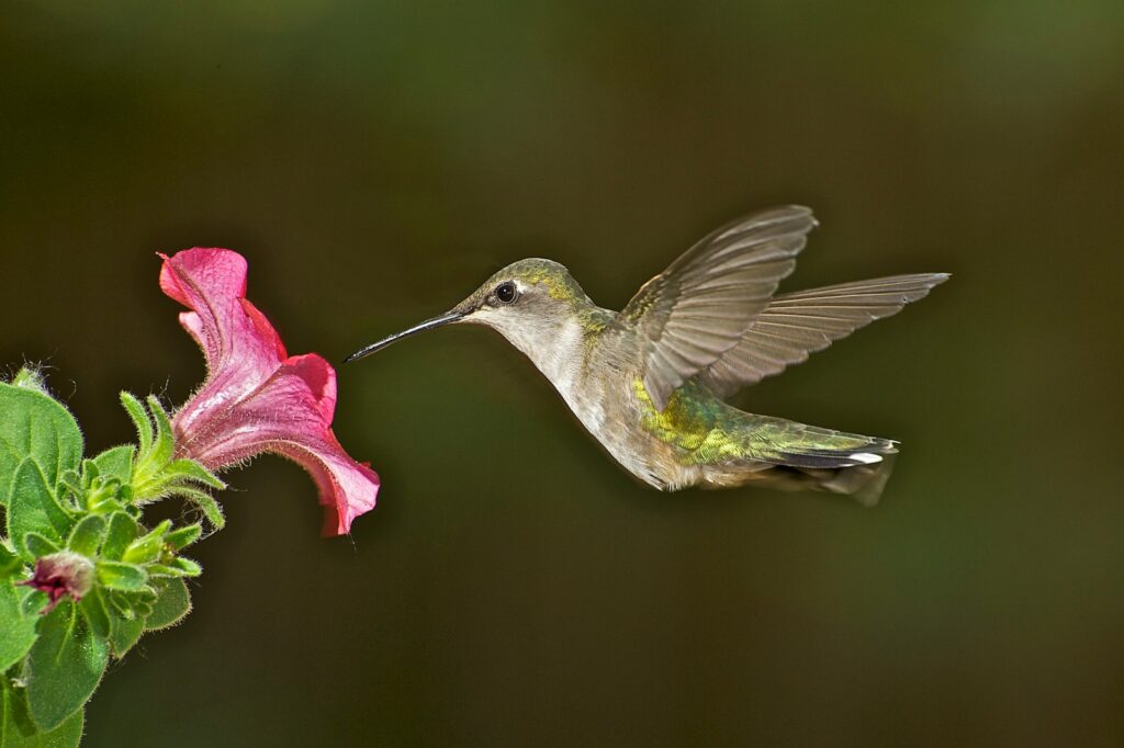 green and white humming bird flying