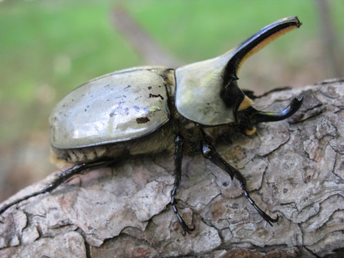 The Largest Beetle in the World &ndash; A Living Tank of an Insect