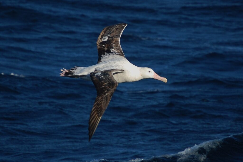 Wandering albatross flying over the Southern Ocean at Drake's Passage area
