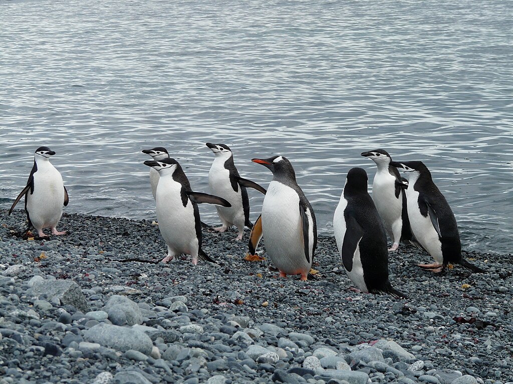 a gentoo penguin surrounded by seven chinstrap penguins on the shore