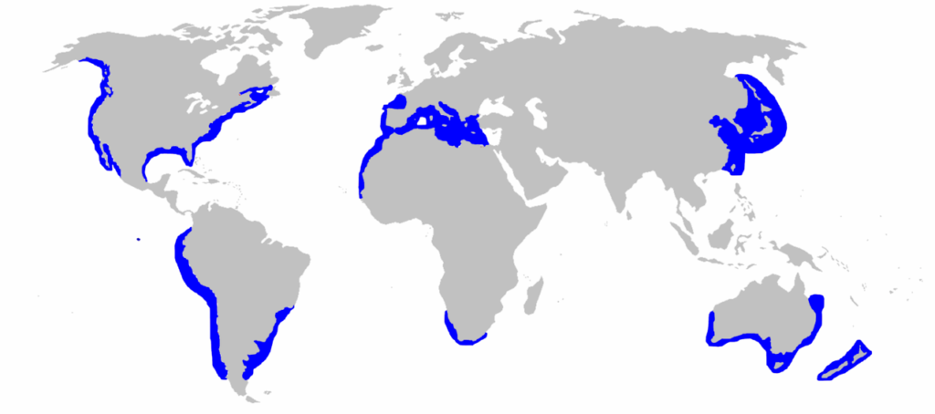 Great white shark (Carcharodon carcharias) range map in the oceans