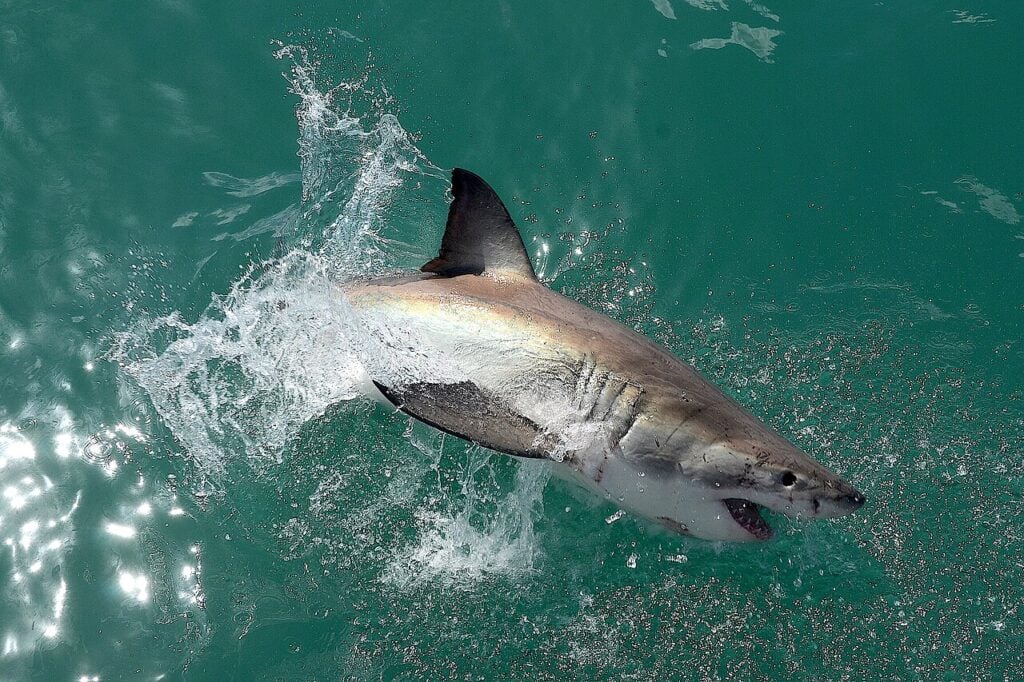 curved great white shark on the water surface near Gansbaai in South Africa