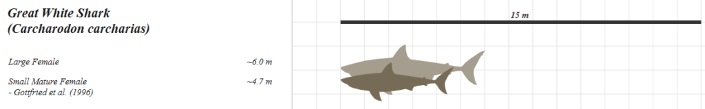 comparison between sizes of female great white sharks
