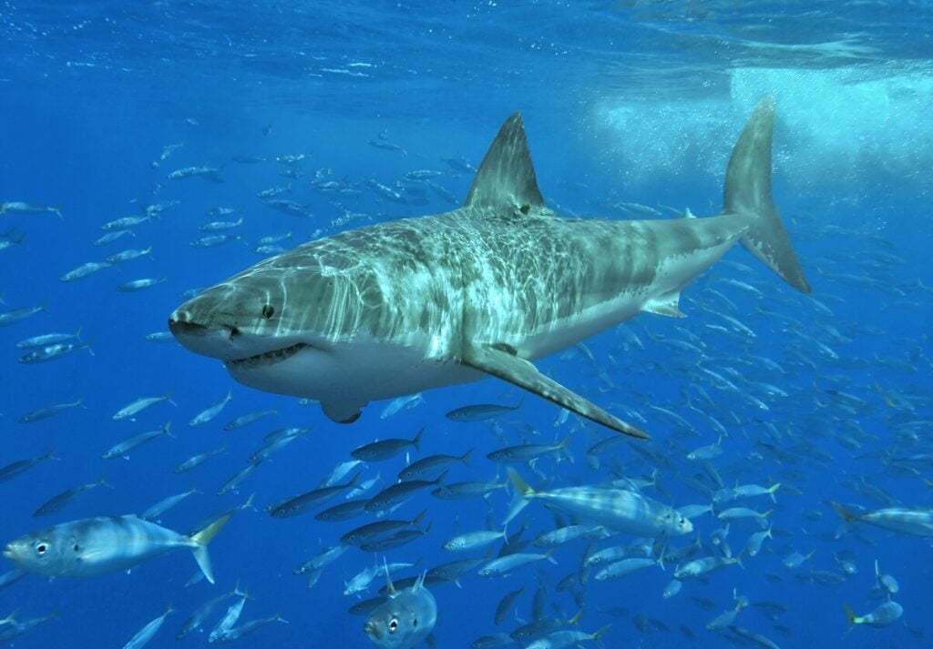 surface light shining on great white shark swimming with many fishes