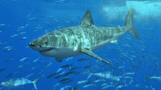 surface light shining on great white shark swimming with many fishes