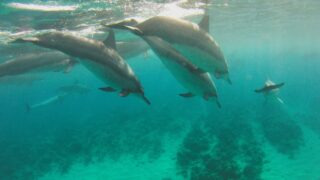 a pod of dolphins in their natural habitat