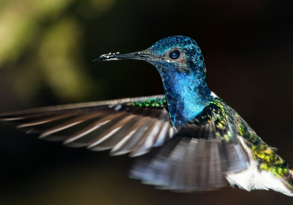 blue hummingbird