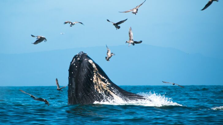 The Largest Animal Ever to Walk the Earth – It Was Bigger Than a Blue Whale