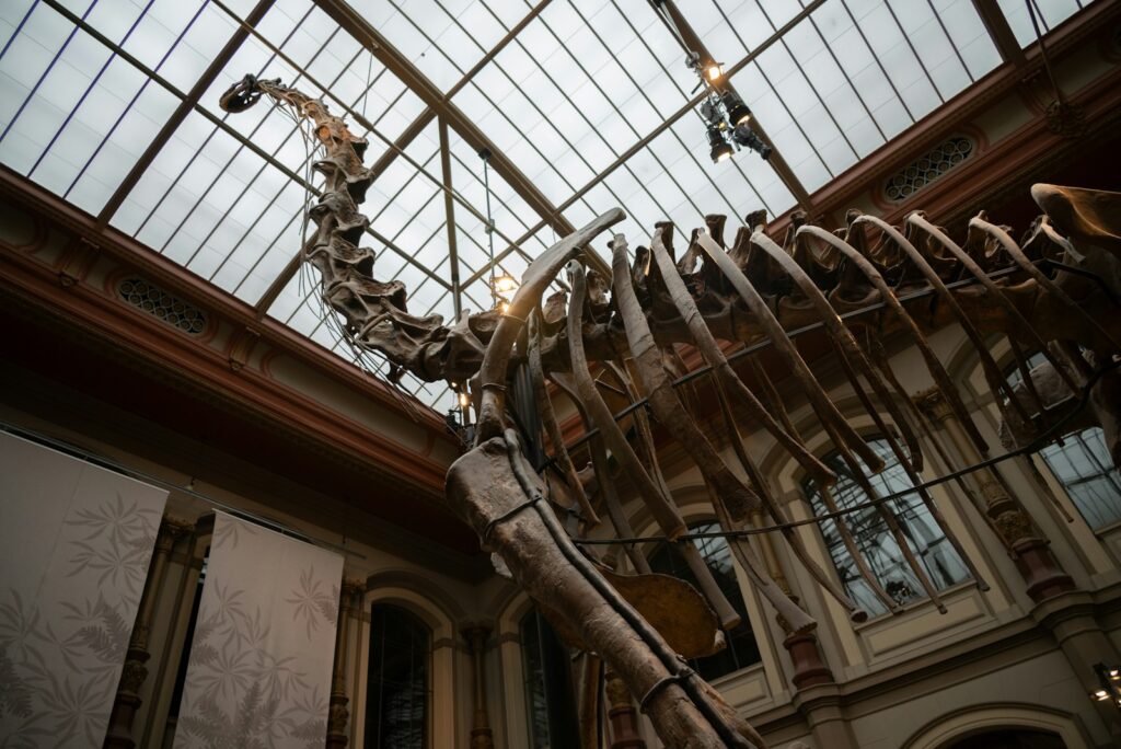A skeleton of a dinosaur in a museum
