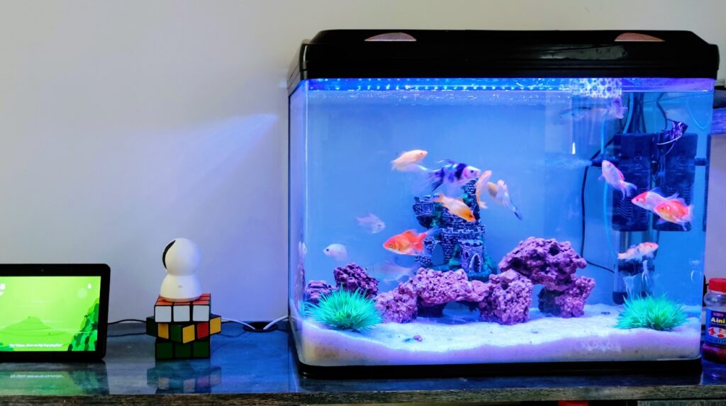 Clear glass fish tank with beautiful fish and corals.