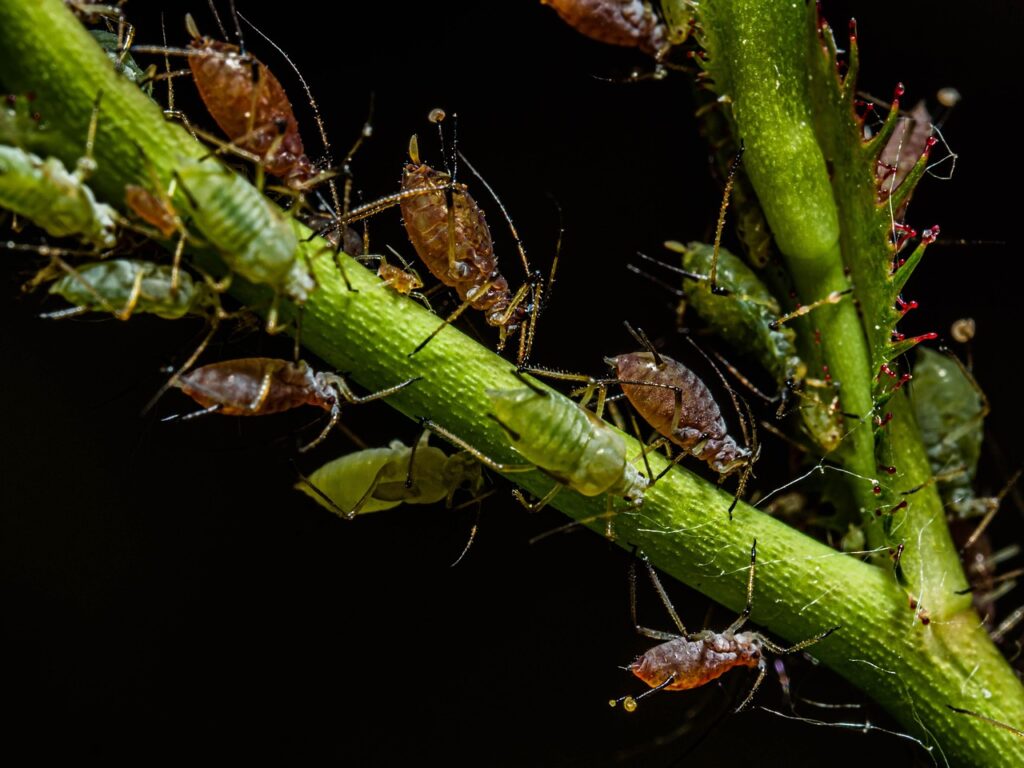 aphid, insect, animal, aphidoidea, arthropod, fauna, phytophagous, nature, aphid, aphid, aphid, aphid, aphid, aphidoidea, aphidoidea