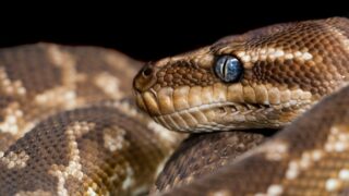 brown and gray snake with blue eyes