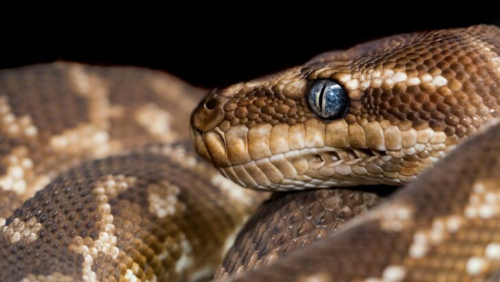 The Heaviest Snake Ever Captured – A Record-Breaking Discovery