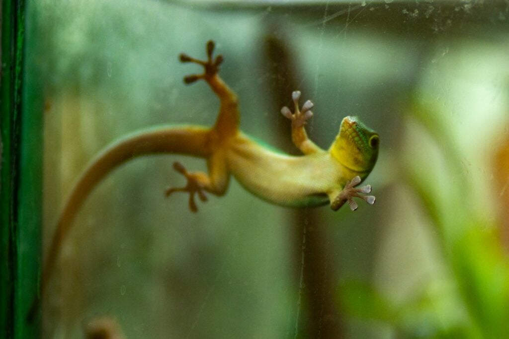 green lizard on clear glass panel
