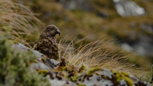 How You Can Help Protect Endangered Birds in Your Area