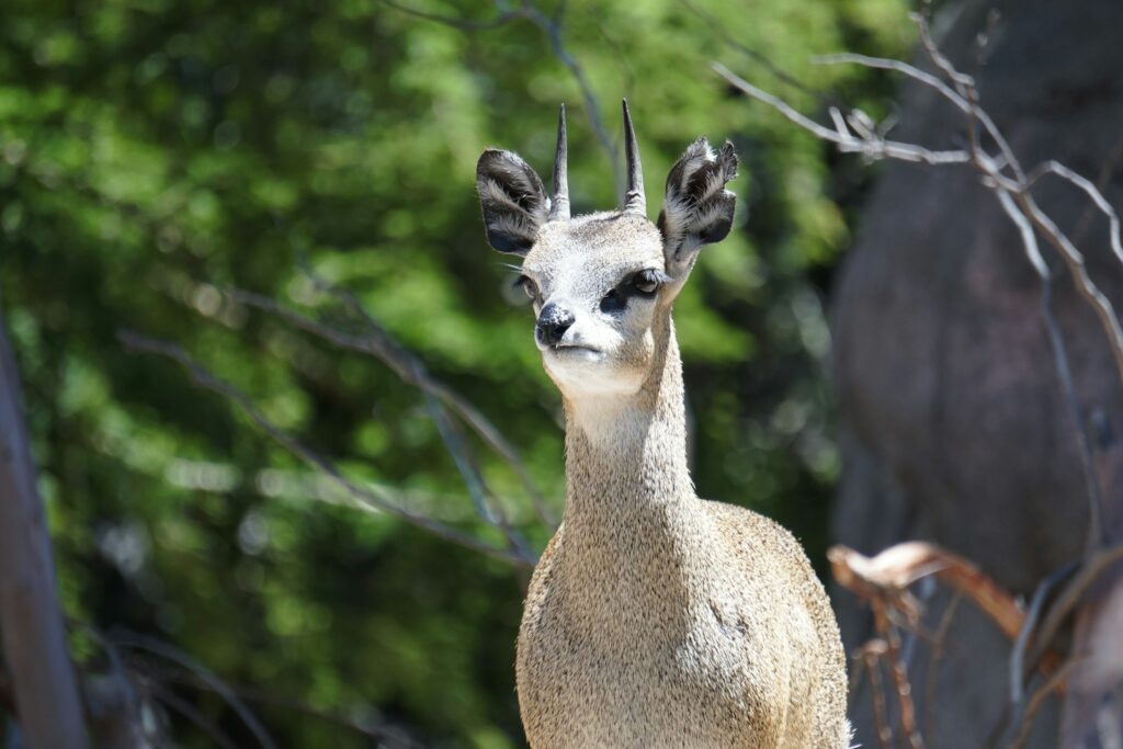 A small animal standing on top of a rock