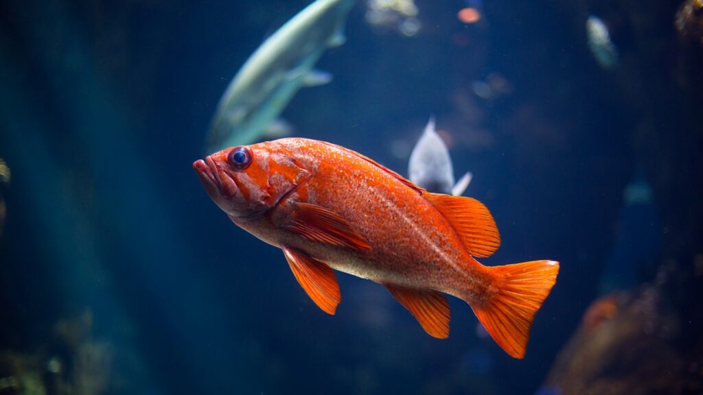 Underwater photography of red fish