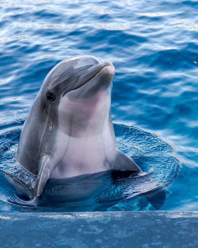 smiling dolphin peeking above the water