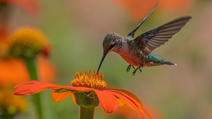 The Smallest Bird in the World – It Weighs Less Than a Penny