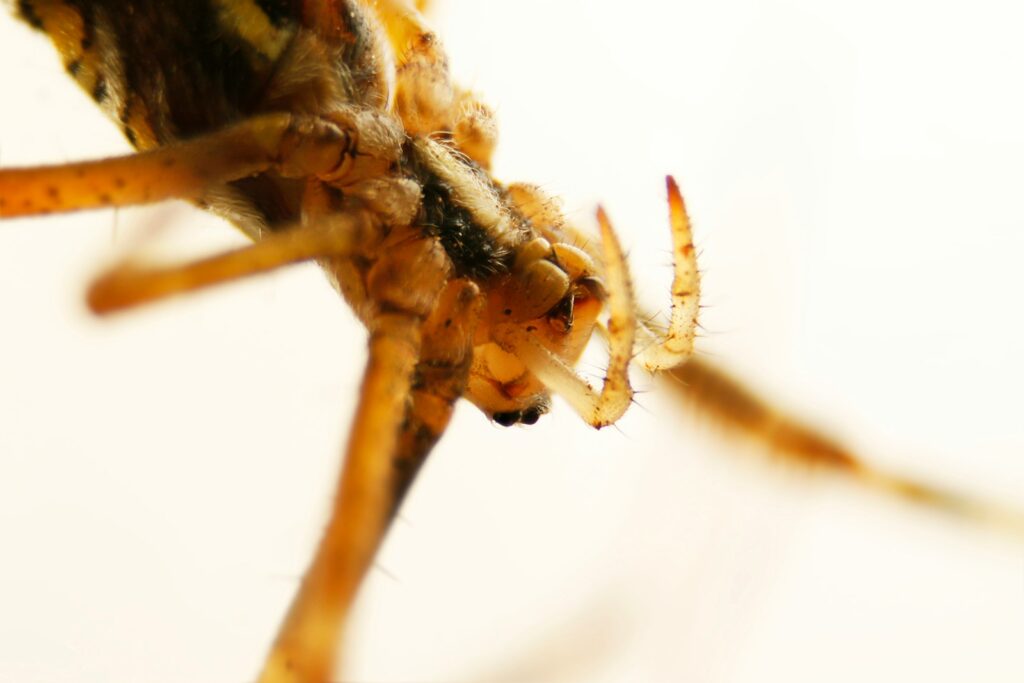 yellow and black spider on web in close up photography