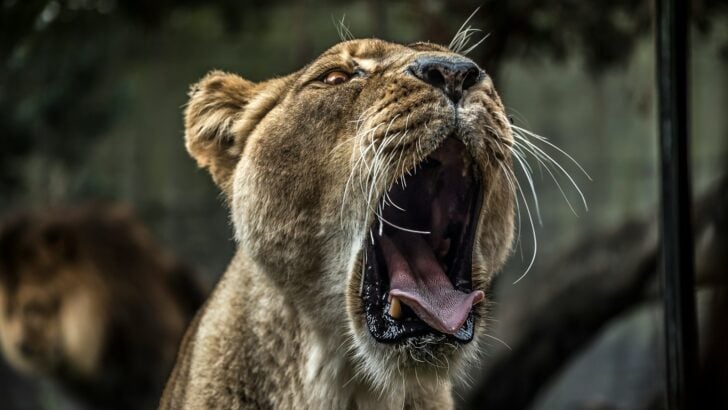 The Animal That Can Leap the Furthest – An Olympic-Level Jumper