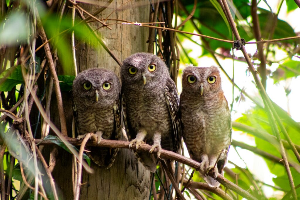owl perched on tree branch