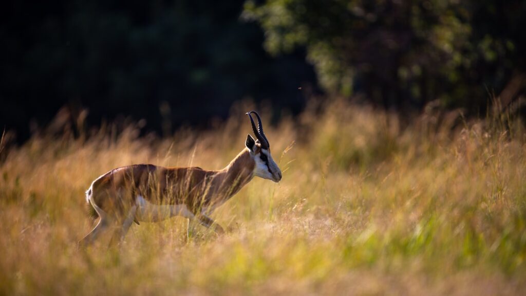 brown and white deer on green grass field during daytime