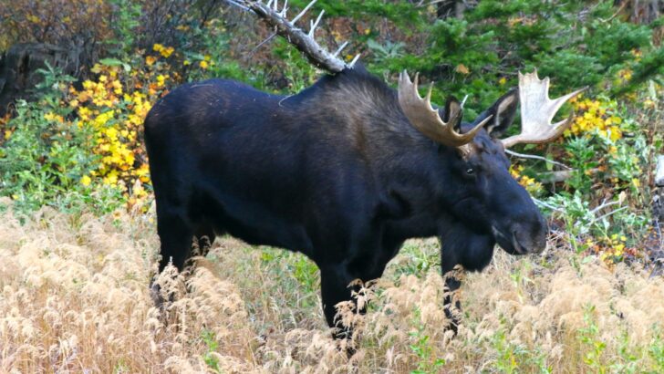 How to React If You Encounter a Moose on a Hiking Trail