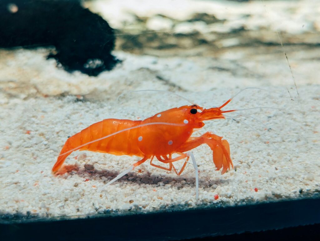 A close up of a small orange animal in the sand