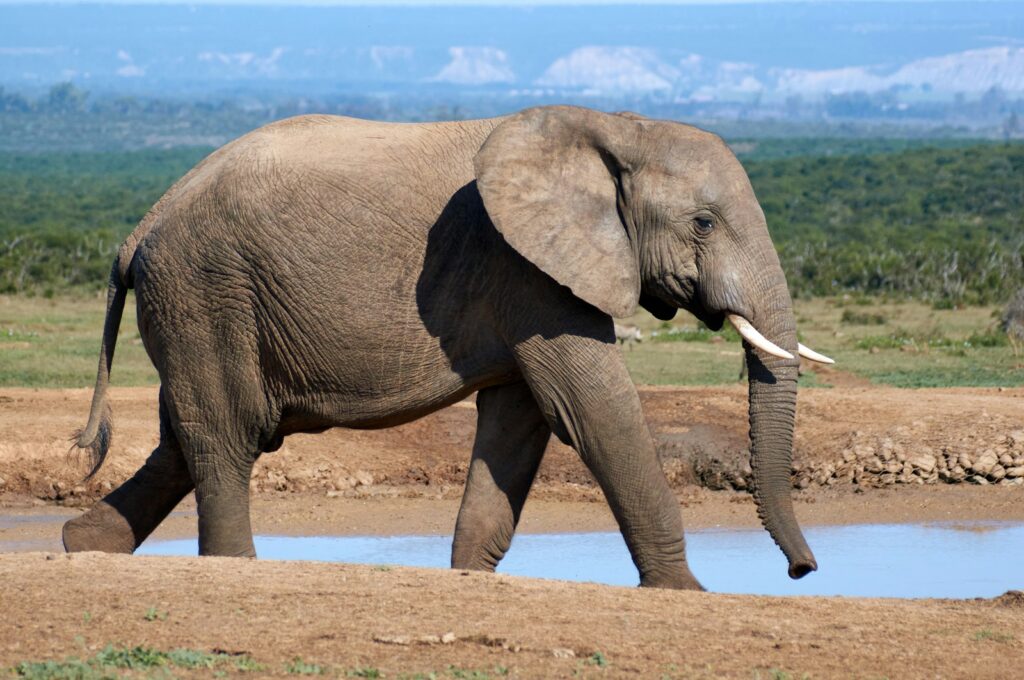 gray elephant walking on brown sand during daytime