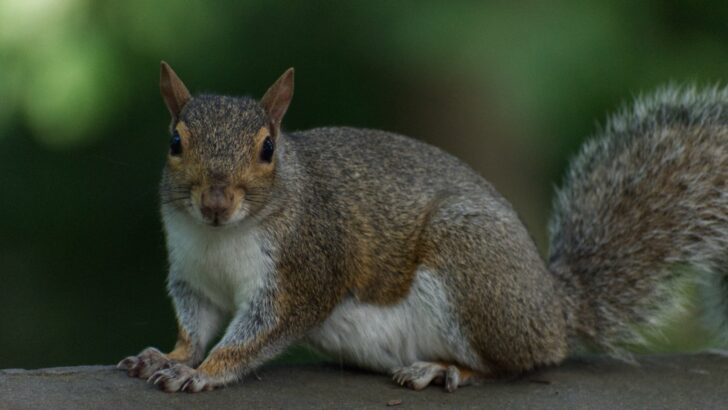 The Mammal That Can Hold Its Breath the Longest